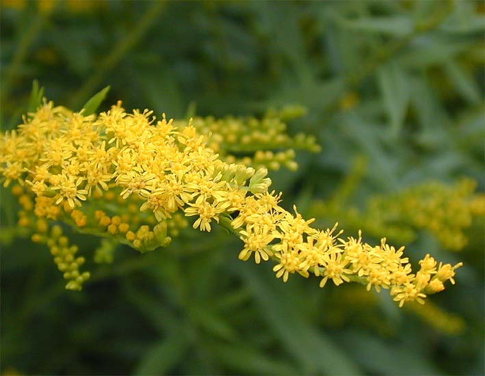 Goldrute (Solidago)