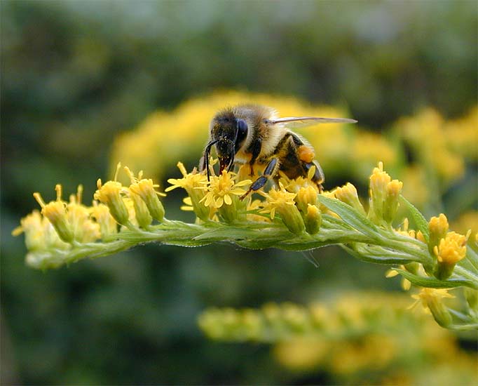 Goldrute (Solidago)