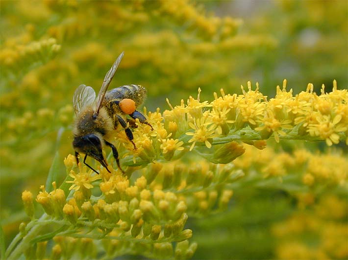 Goldrute (Solidago)