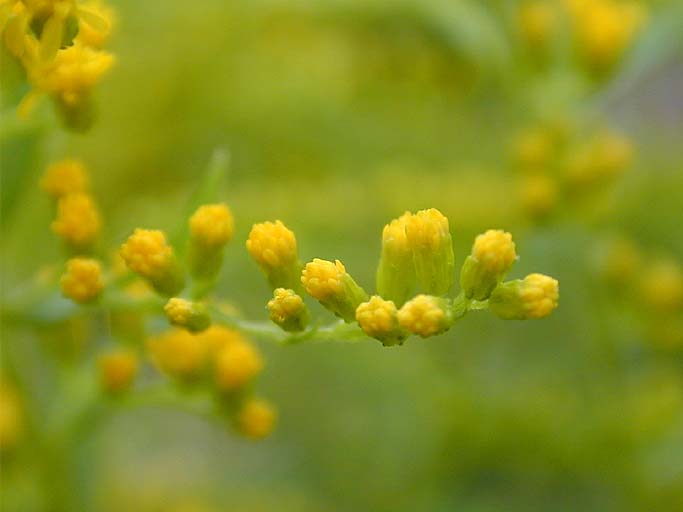 Goldrute (Solidago)