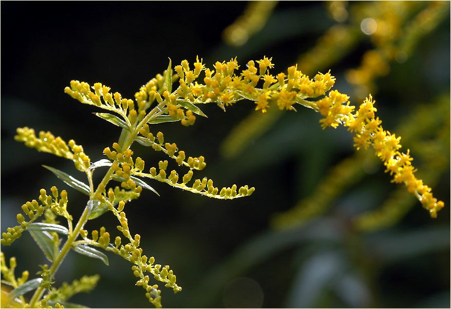 Goldrute (Solidago)