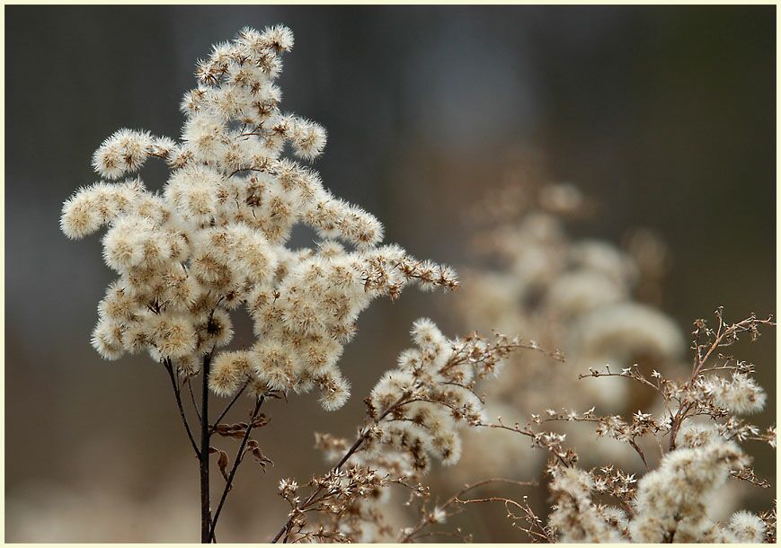 Goldrute im Winter (Solidago)