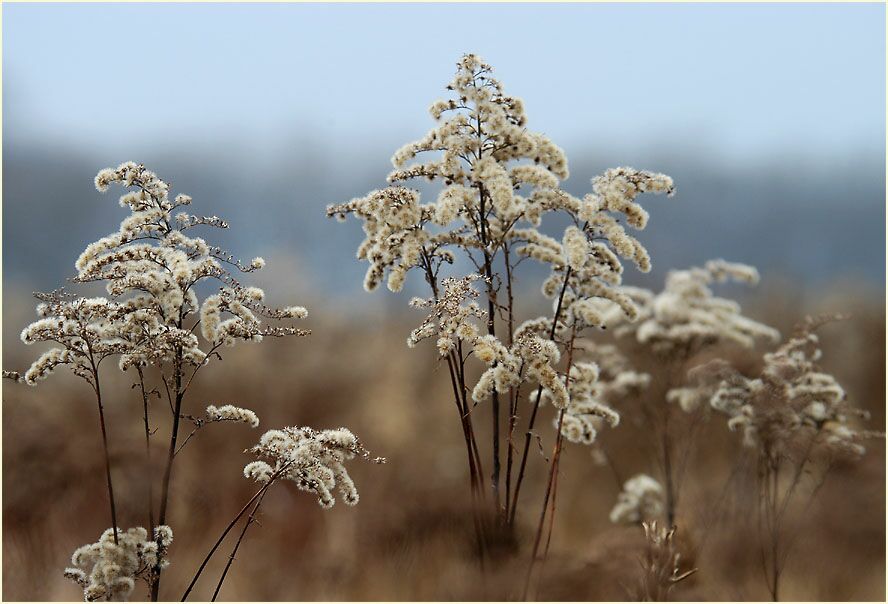 Goldrute im Winter (Solidago)