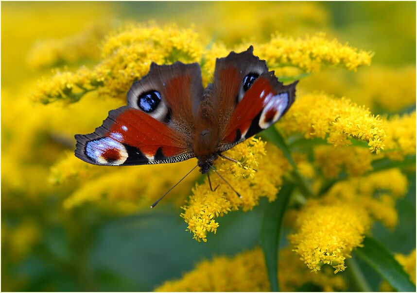 Goldrute (Solidago)