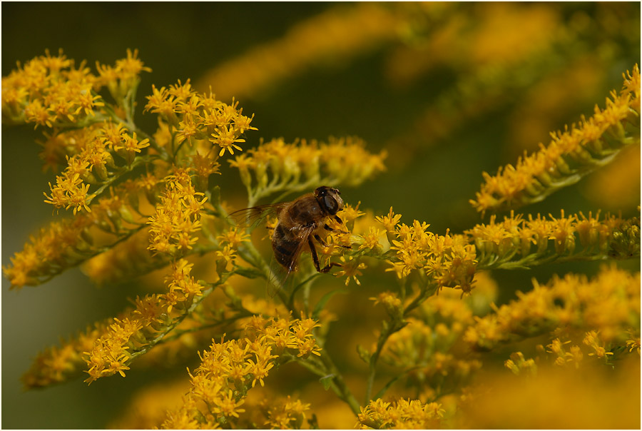 Goldrute (Solidago)