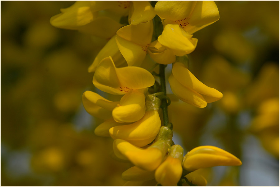 Goldregen (Laburnum anagyroides)