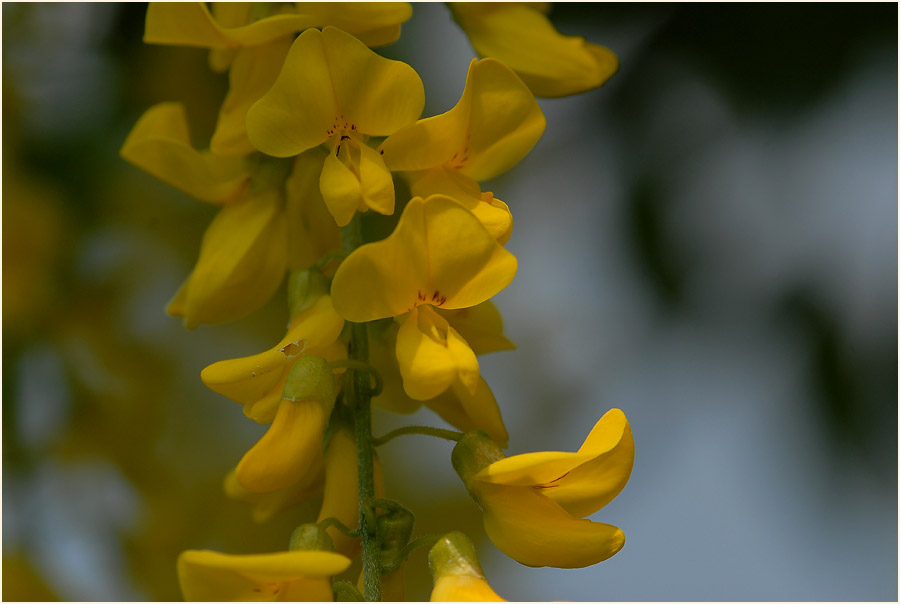 Goldregen (Laburnum anagyroides)