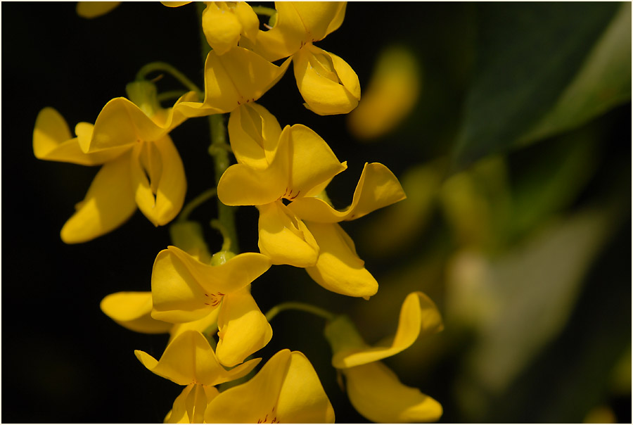 Goldregen (Laburnum anagyroides)