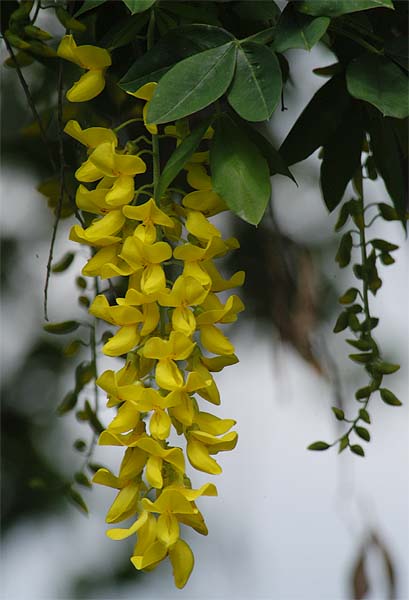 Goldregen (Laburnum anagyroides)