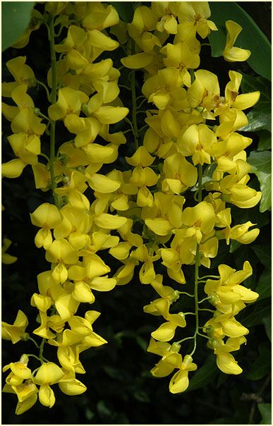 Goldregen (Laburnum anagyroides)