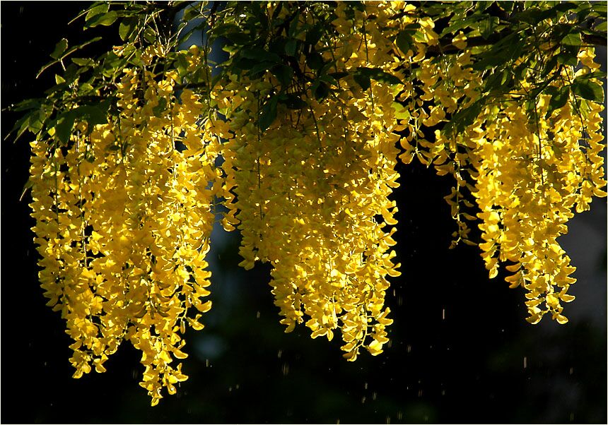 Goldregen (Laburnum anagyroides)