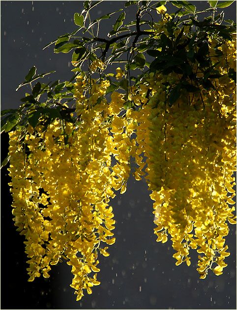 Goldregen (Laburnum anagyroides)