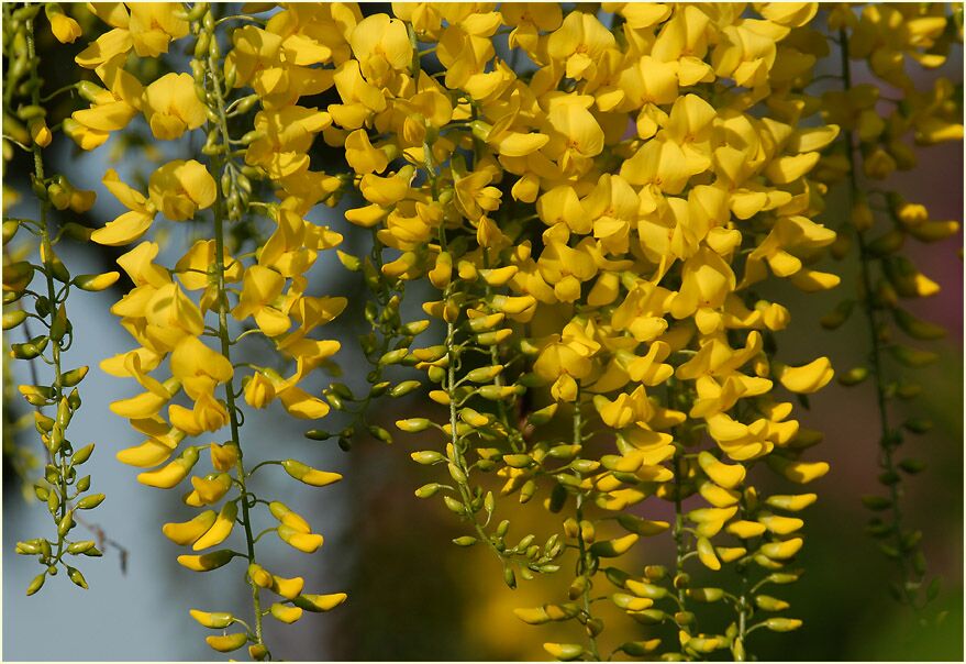 Goldregen (Laburnum anagyroides)