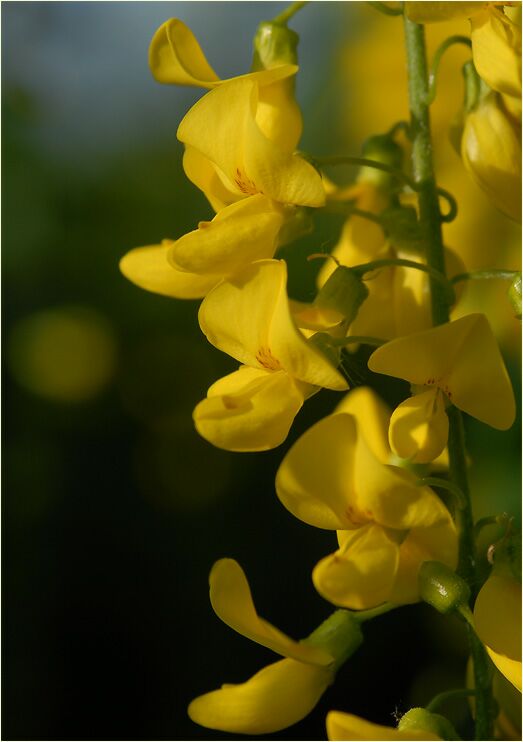 Goldregen (Laburnum anagyroides)