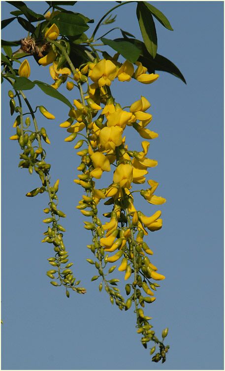 Goldregen (Laburnum anagyroides)