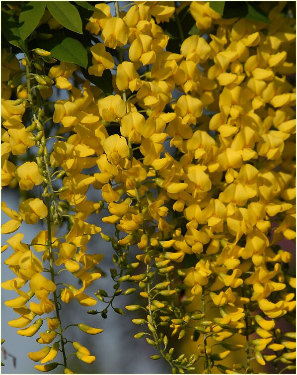 Goldregen (Laburnum anagyroides)