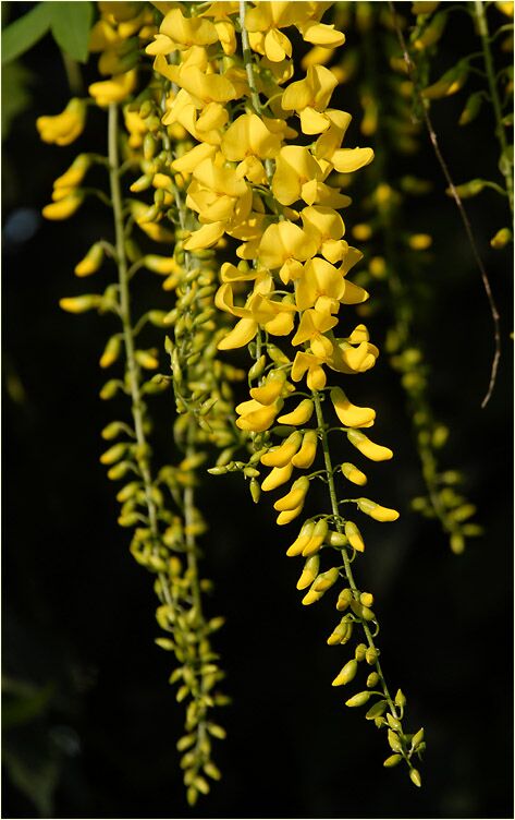 Goldregen (Laburnum anagyroides)