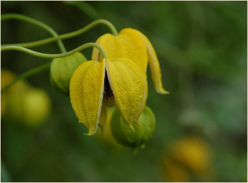 Goldwaldrebe (Clematis tangutica)