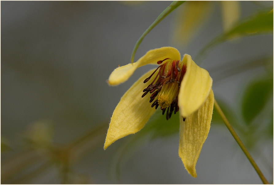 Goldwaldrebe (Clematis tangutica)