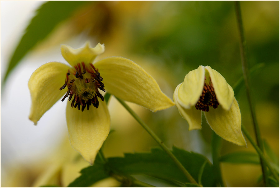 Goldwaldrebe (Clematis tangutica)