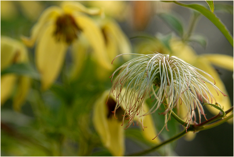 Goldwaldrebe (Clematis tangutica)