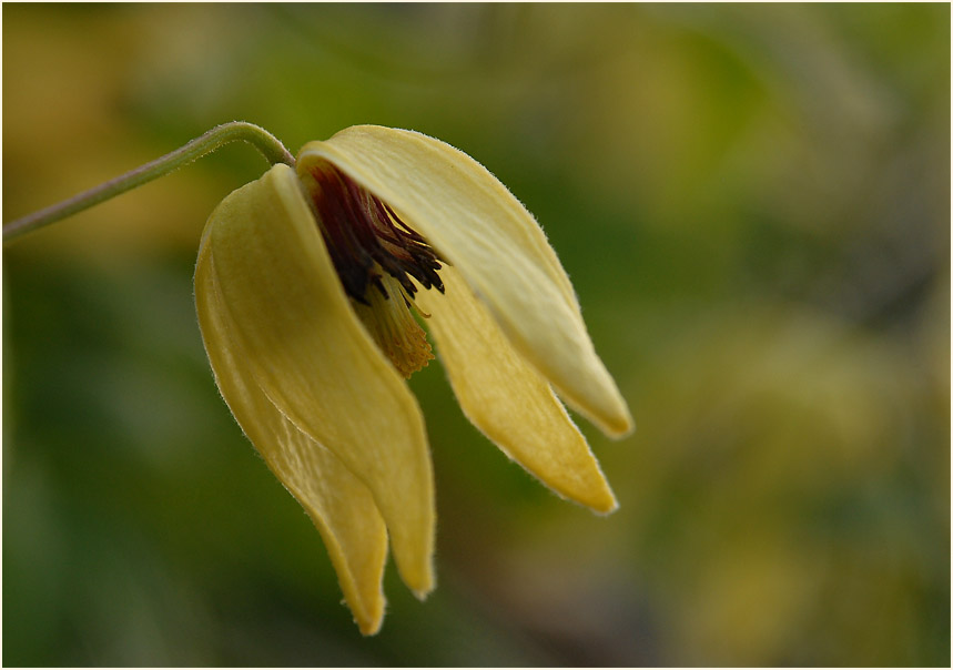 Goldwaldrebe (Clematis tangutica)