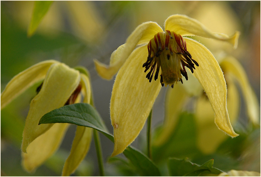 Goldwaldrebe (Clematis tangutica)