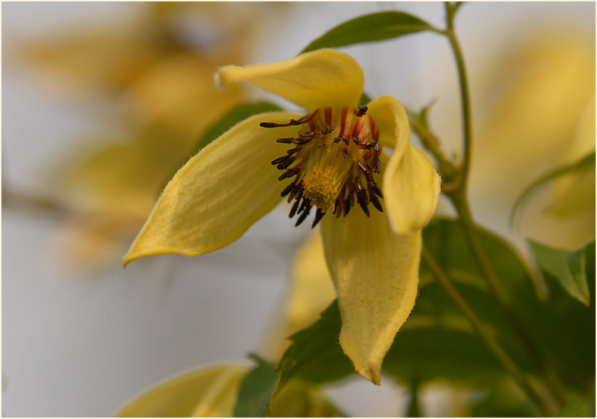 Goldwaldrebe (Clematis tangutica)