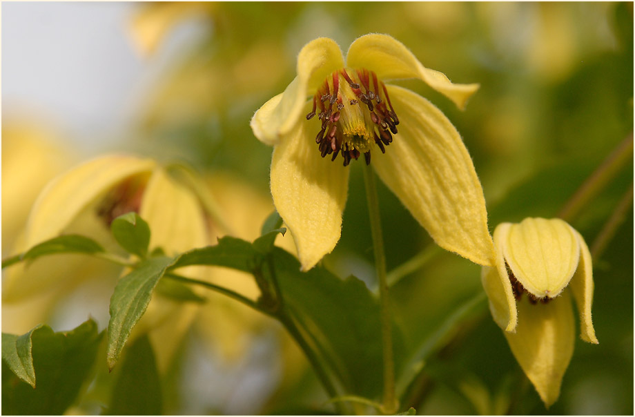 Goldwaldrebe (Clematis tangutica)