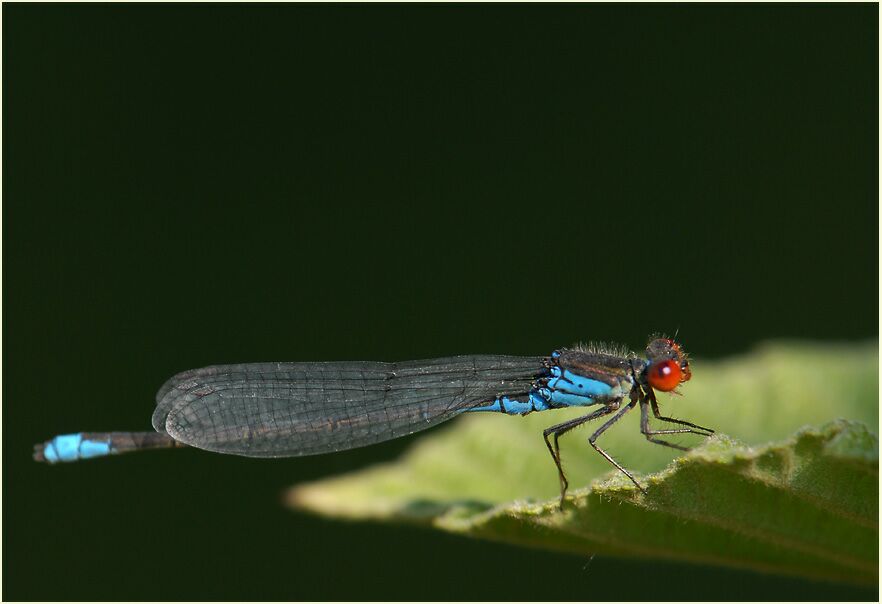 Libellen, Kleines Granatauge