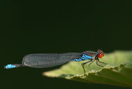 vergr&ouml;&szlig;ern