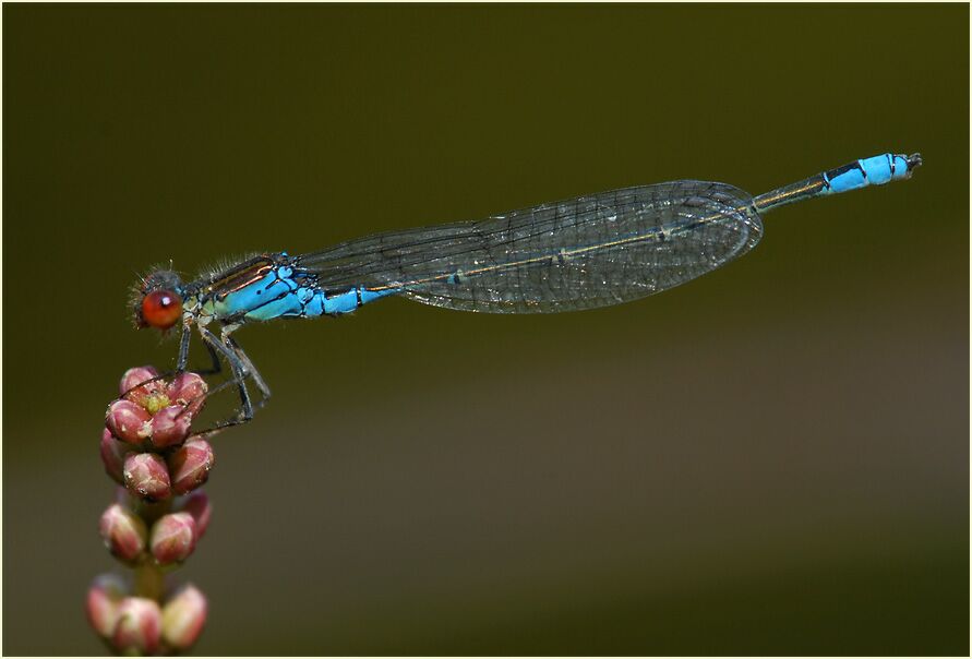 Libellen, Kleines Granatauge