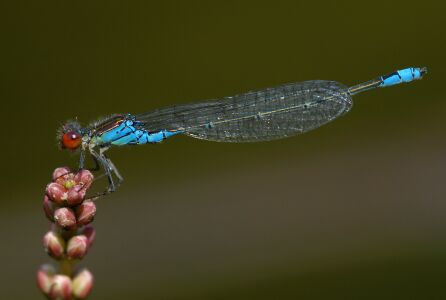vergr&ouml;&szlig;ern