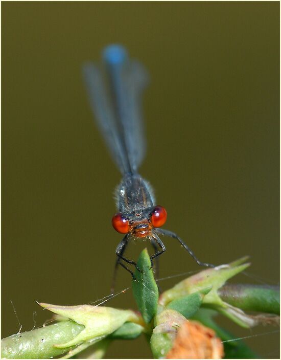 Libellen, Kleines Granatauge