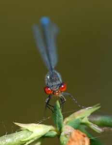 vergr&ouml;&szlig;ern