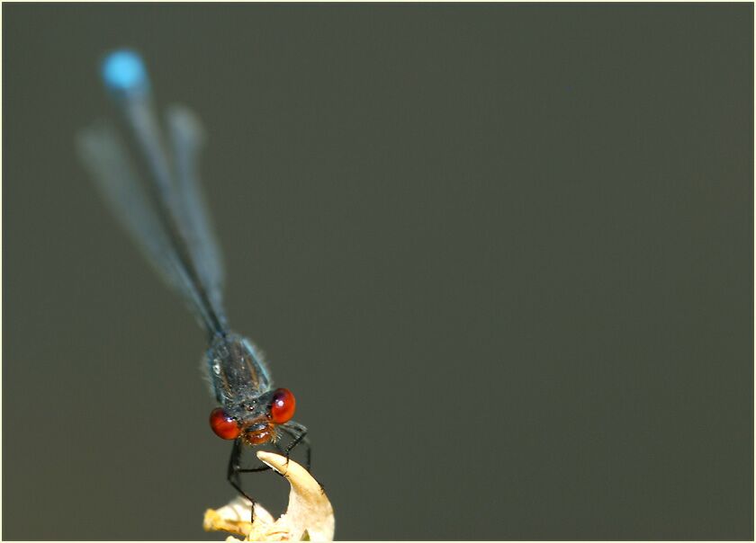 Libellen, Kleines Granatauge