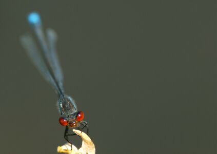 vergr&ouml;&szlig;ern