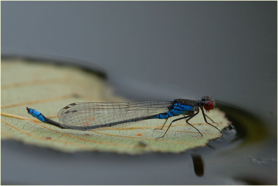 Libellen, Kleines Granatauge