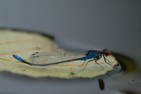 vergr&ouml;&szlig;ern