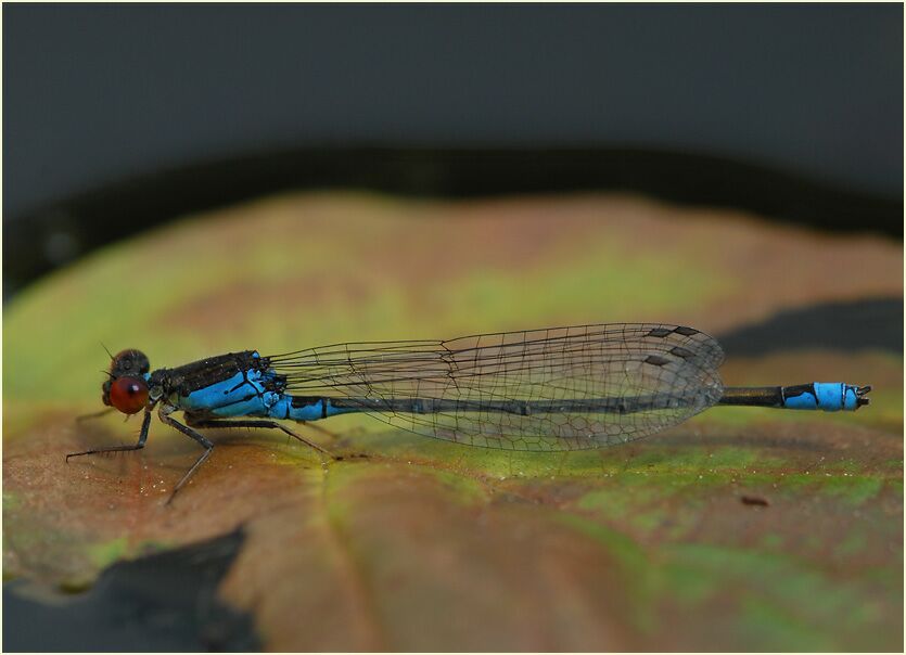 Libellen, Kleines Granatauge