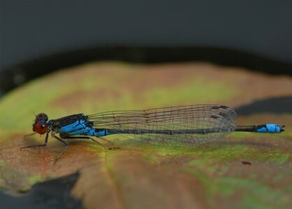 vergr&ouml;&szlig;ern