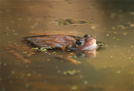 vergrößern