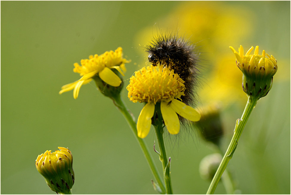 Greiskraut (Senecio vulgaris)