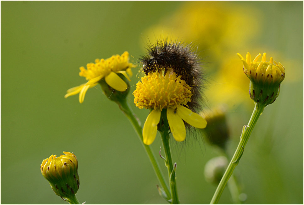 Greiskraut (Senecio vulgaris)