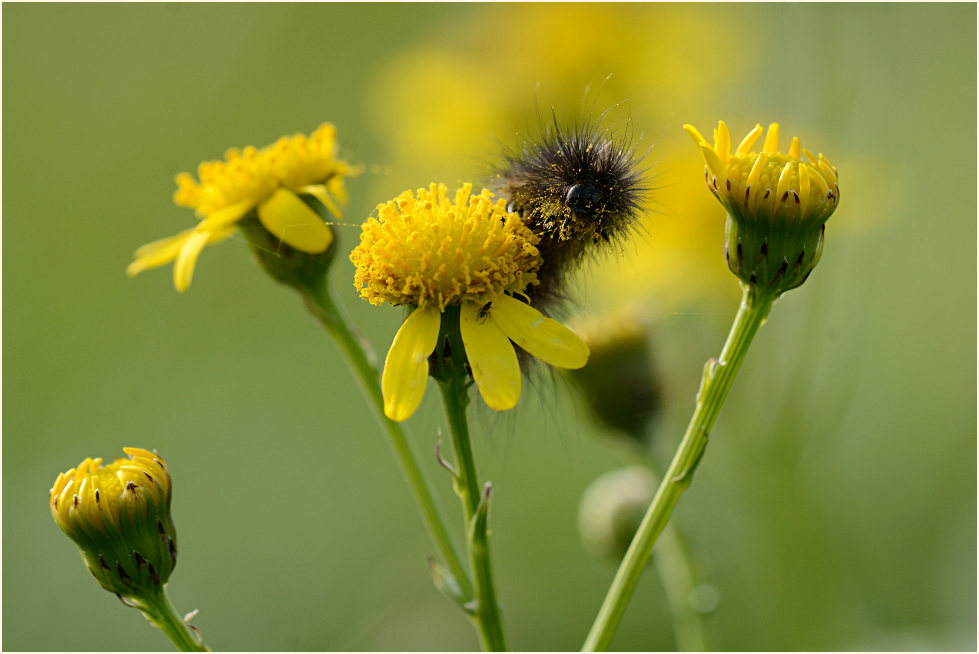 Greiskraut (Senecio vulgaris)