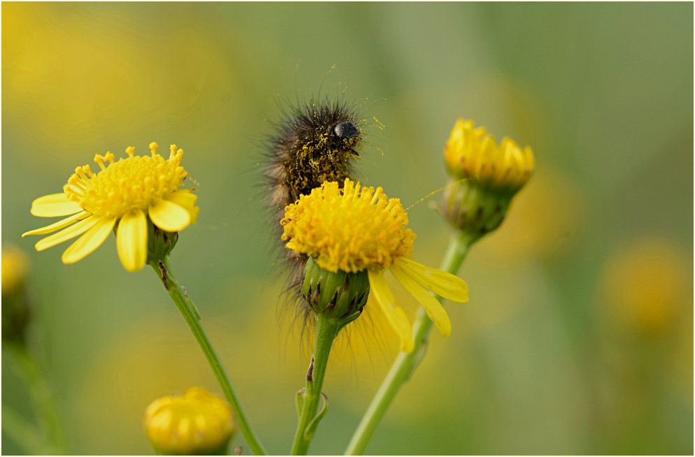 Greiskraut (Senecio vulgaris)