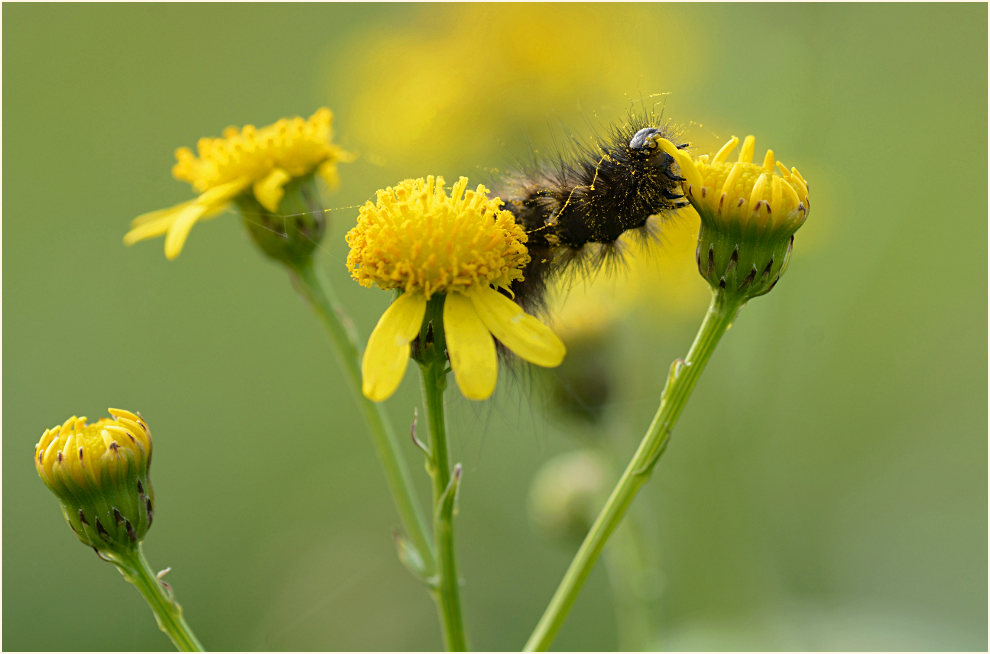 Greiskraut (Senecio vulgaris)