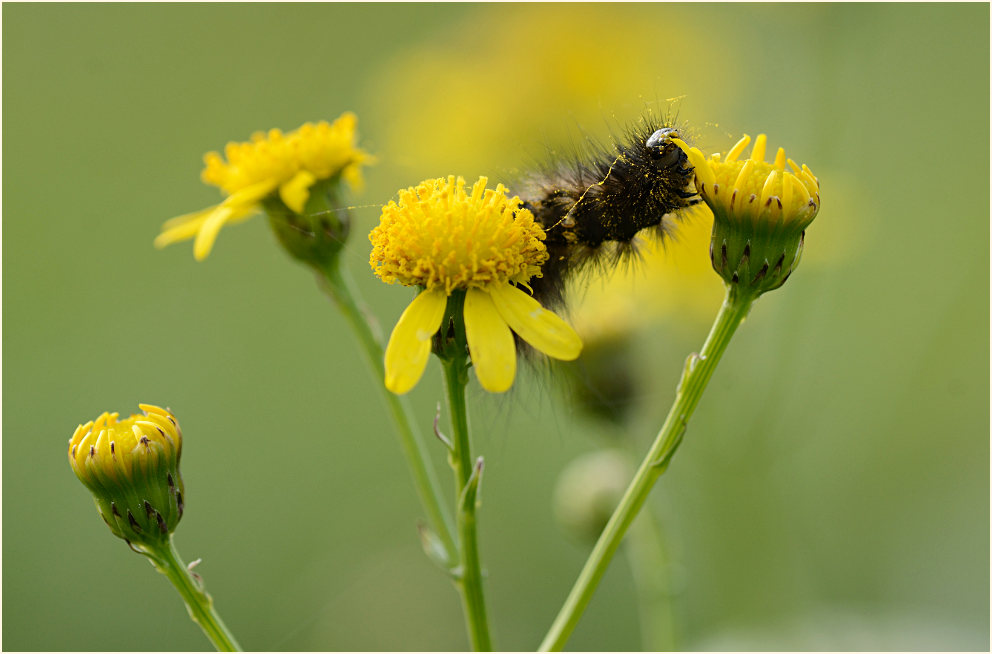 Greiskraut (Senecio vulgaris)