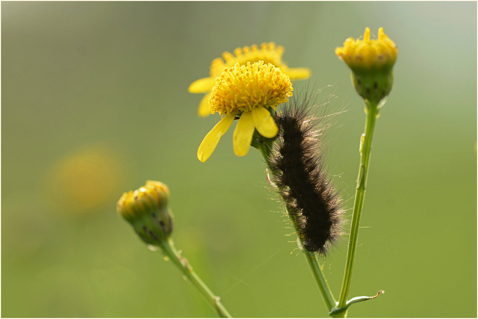 Greiskraut (Senecio vulgaris)