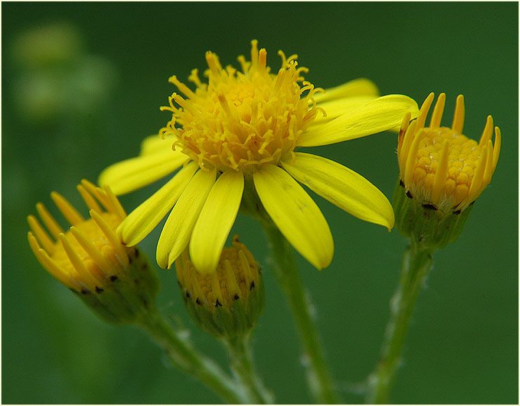 Greiskraut (Senecio vulgaris)